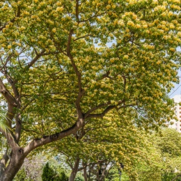 <i>Crateva unilocularis</i> (Spider Tree)